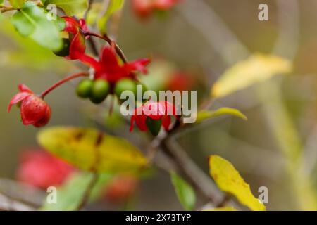 Ochna serrulata, Karneval Ochna blüht natürlicher Makro-floraler Hintergrund Stockfoto