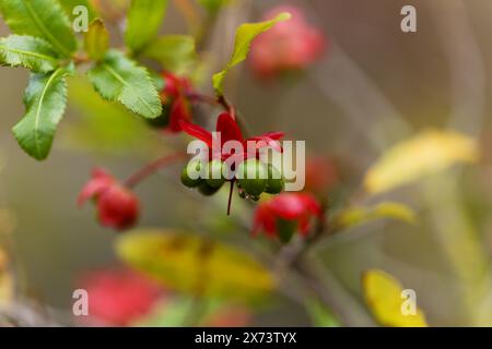 Ochna serrulata, Karneval Ochna blüht natürlicher Makro-floraler Hintergrund Stockfoto