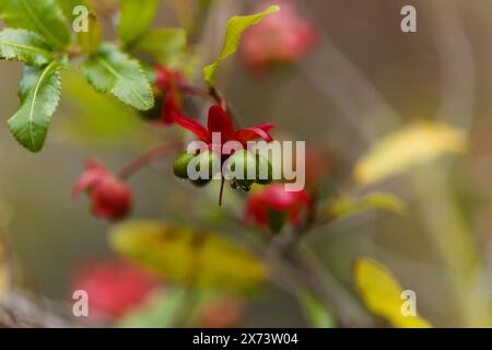 Ochna serrulata, Karneval Ochna blüht natürlicher Makro-floraler Hintergrund Stockfoto