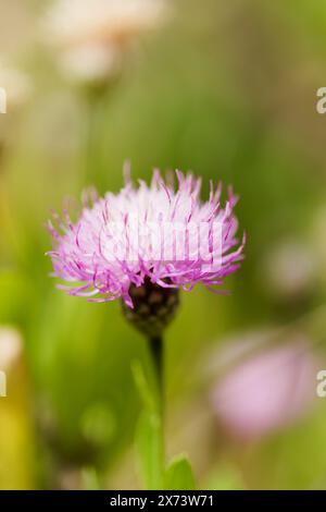 Flora von La Palma - Cheirolophus junonianus, Centaury endemisch auf der Insel, natürliche Makro-floralen Hintergrund Stockfoto