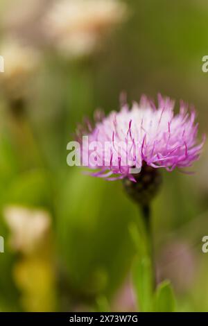 Flora von La Palma - Cheirolophus junonianus, Centaury endemisch auf der Insel, natürliche Makro-floralen Hintergrund Stockfoto