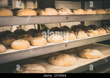 Brotzuschnitte auf großen Backblechen, zum Backen in einer Bäckerei vorbereitet Stockfoto