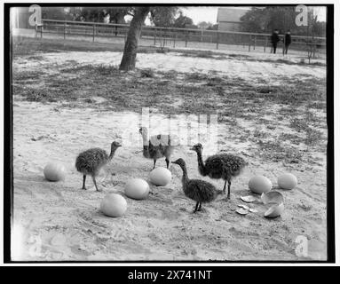 Straußenfarm, Hot Springs, Ark., Detroit Publishing Co.-Nr. 05809., Geschenk; State Historical Society of Colorado; 1949, Strauße. , Usa, Arkansas, Hot Springs. Stockfoto