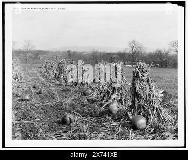 Mais und Kürbisse, Berkshire Hills, Mass., entsprechende Glastransparenz (mit demselben Seriencode) auf Videobildschirm 1A-30523., negativ gerissen, untere rechte Ecke., Detroit Publishing Co.-Nr. 019107., Geschenk; State Historical Society of Colorado; 1949, Corn. , Kürbisse. , Farmen. , Usa, Massachusetts, Berkshire Hills. Stockfoto