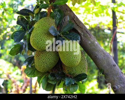 Jackfrucht-Bäume tragen reichlich Früchte in Plantagen Stockfoto