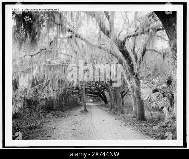 A Live Oak Drive, St. Augustine, Fla., '30' auf negative. Detroit Publishing Co.-Nr. 072443., Geschenk; State Historical Society of Colorado; 1949, Oaks. , Straßen. , Spanisches Moos. , Usa, Florida, Saint Augustine. Stockfoto