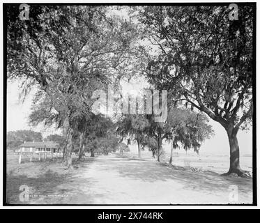 Bay Shell Road, Mobile, Ala., 'G 3665' auf negativ. Detroit Publishing Co.-Nr. 019443., Geschenk; State Historical Society of Colorado; 1949, Streets. , Usa, Alabama, Mobile. Stockfoto