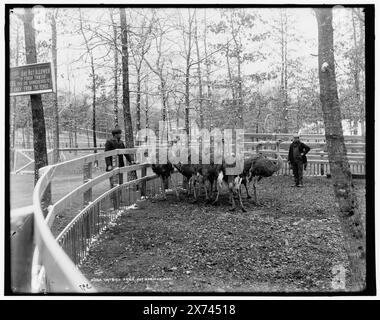 Straußenfarm, Hot Springs, Ark., Datum basiert auf Detroit, Katalog J (1901)., negativ gebrochen mehrere Stellen auf der linken Seite., '397' auf negativ., Detroit Publishing Co.-Nr. 013165., Geschenk; State Historical Society of Colorado; 1949, Strauße. , Usa, Arkansas, Hot Springs. Stockfoto