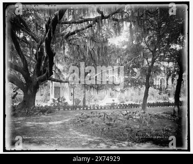 Old Oak im Tampa Bay Hotel, Florida, 'WHJ 59-02' auf negativ. Detroit Publishing Co.-Nr. 014261., Geschenk; State Historical Society of Colorado; 1949, Hotels. , Eichen. , Spanisches Moos. , Resorts. , Usa, Florida, Tampa. Stockfoto