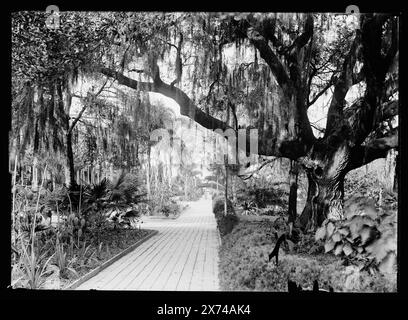 Old Oak at Tampa Bay Hotel, Tampa, Florida, Titel basiert auf negativ D4-10634., möglicherweise von William Henry Jackson., 'C-14' auf negativ. Detroit Publishing Co. No. 031088., Geschenk; State Historical Society of Colorado; 1949, Resorts. , Eichen. , Gehwege. , Usa, Florida, Tampa. Stockfoto