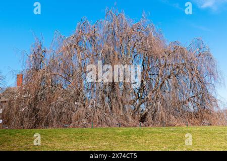 Eine große Trauerweide dominiert die Landschaft mit ihren weitläufigen Ästen und zarten Blättern, die sich im frühen spr vor einem klaren blauen Himmel abhebt Stockfoto