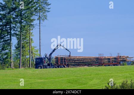 Forstwirt lädt gefällte Baumstämme auf Holzfäller mit Hydraulikkran/Loglift in Vlessart, belgische Ardennen, Luxemburg, Wallonien, Belgien Stockfoto