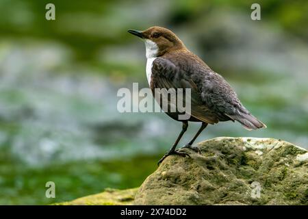 Weißkehlenlöffel / mitteleuropäischer Löffel (Cinclus cinclus aquaticus), der auf Felsen im Fluss/Fluss ruht Stockfoto