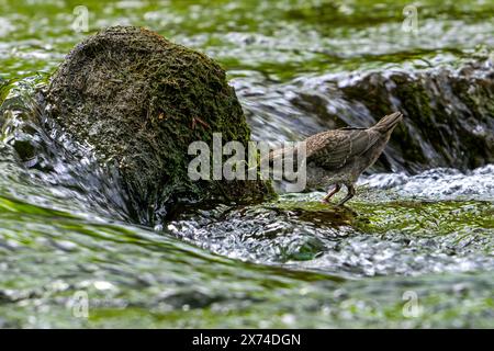 Weißkehlenlöffel / Mitteleuropäischer Löffel (Cinclus cinclus aquaticus) auf der Suche nach Wasserinsekten im Fluss/Fluss Stockfoto