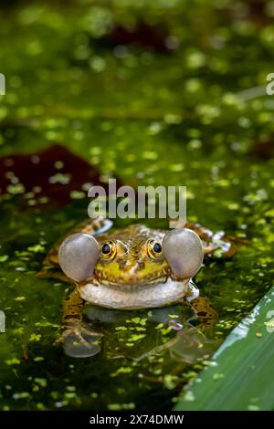 Frosch ruft Wasser. Ein brütender männlicher Schwimmfrosch weint mit Stimmsäcken auf beiden Seiten des Mundes in bewachsenen Gebieten. Pelophylax lessonae. Stockfoto