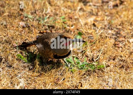 Wunderschöner männlicher Northern Flicker im Hinterhof Gras Stockfoto