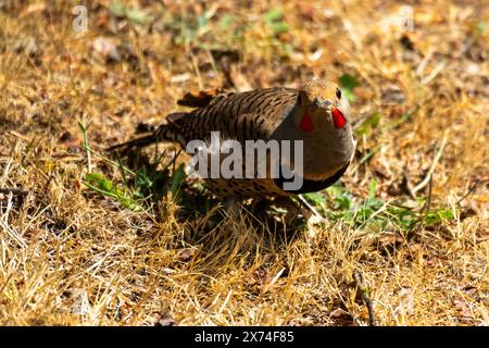 Wunderschöner männlicher Northern Flicker im Hinterhof Gras Stockfoto