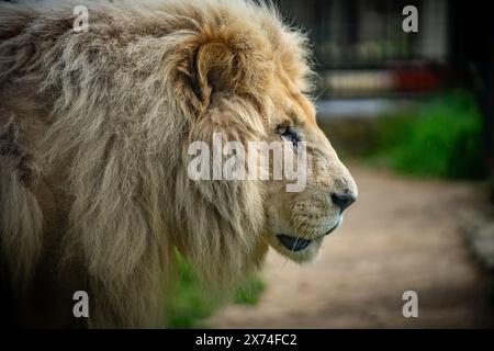 European Zoo Survey, White Lions in ihrem Gehege im Hertforshire Zoo, Broxbourne, Hertfordshire. UK Credit: Mark Bourdillon/Alamy Live News Stockfoto