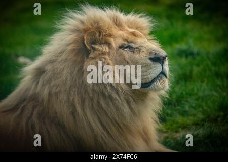 European Zoo Survey, White Lions in ihrem Gehege im Hertforshire Zoo, Broxbourne, Hertfordshire. UK Credit: Mark Bourdillon/Alamy Live News Stockfoto