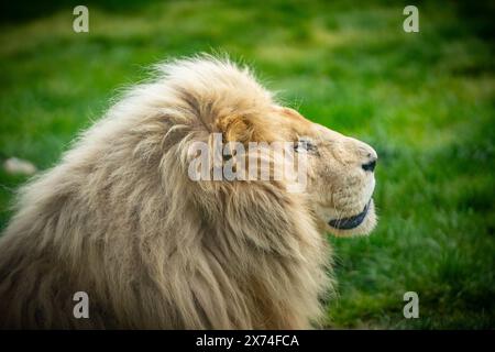 European Zoo Survey, White Lions in ihrem Gehege im Hertforshire Zoo, Broxbourne, Hertfordshire. UK Credit: Mark Bourdillon/Alamy Live News Stockfoto