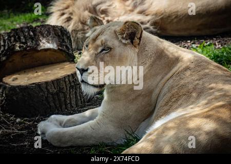 European Zoo Survey, White Lions in ihrem Gehege im Hertforshire Zoo, Broxbourne, Hertfordshire. UK Credit: Mark Bourdillon/Alamy Live News Stockfoto