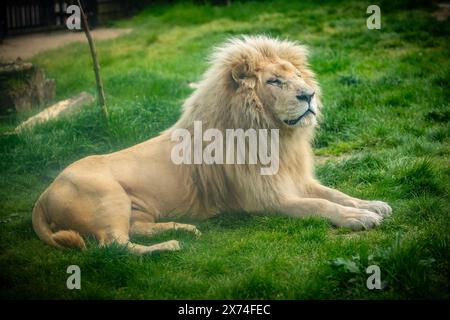 European Zoo Survey, White Lions in ihrem Gehege im Hertforshire Zoo, Broxbourne, Hertfordshire. UK Credit: Mark Bourdillon/Alamy Live News Stockfoto