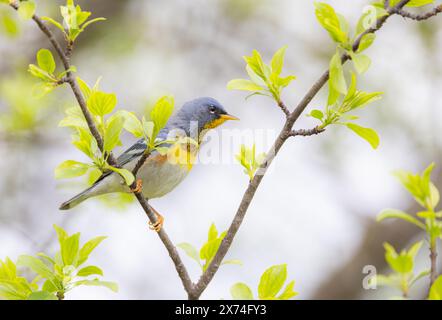 Northern Parula Warbler hockte im Frühjahr in Ottawa, Kanada auf einem Zweig Stockfoto