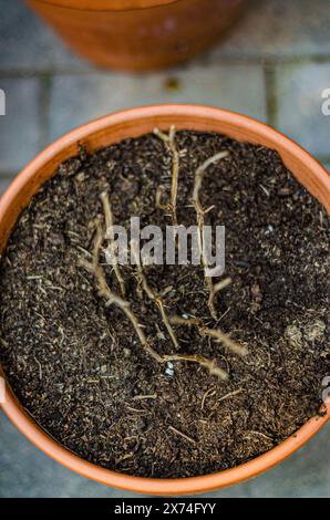 Tote trockene Rosen im keramischen Orangentopf. Hochwertige Fotos Stockfoto