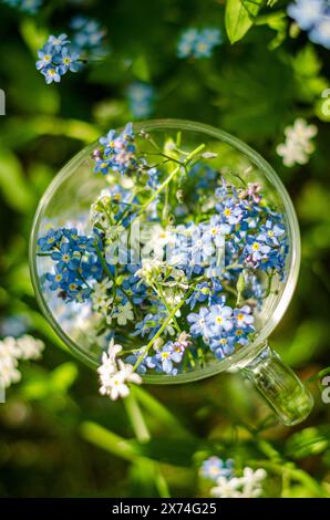 Blau-weiße Waldblume im Glasbecher in Blüten. Hochwertige Fotos Stockfoto