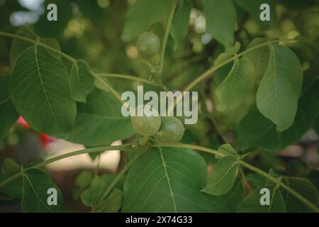 Reife Walnüsse auf einem Baum im Sommer. Zweig grüner Walnüsse. Stockfoto
