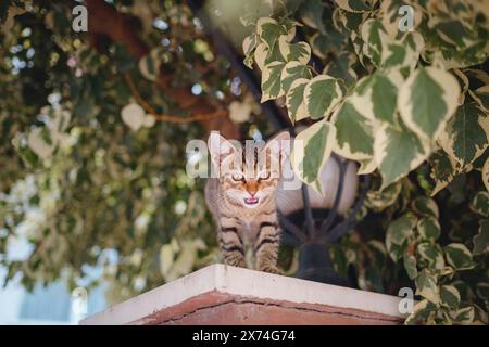 Winziges Kätzchen, das am Zaun miaut. Eine Straßenkatze schlendert gemütlich durch die bezaubernden Straßen von Antalya Türkei Stockfoto