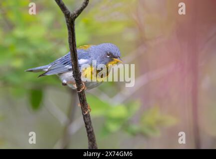 Northern Parula Warbler hockte im Frühjahr in Ottawa, Kanada auf einem Zweig Stockfoto