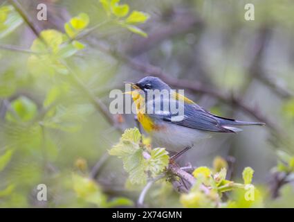 Northern Parula Warbler saß im Frühjahr in Ottawa, Kanada auf einem Zweig Stockfoto