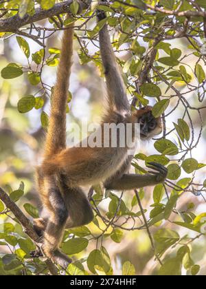 Geoffroy's Spinnenaffen (Ateles geoffroyi) ist eine Art von Spinnenaffen aus Mittelamerika. Naturszene Stockfoto