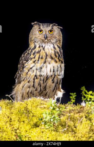 Der Uhu (Bubo bubo) ist eine Uhu-Art, die in weiten Teilen Eurasiens lebt. Es wird auch Uhu genannt und gelegentlich abgekürzt Stockfoto