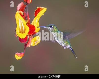 Das grün gekrönte Brillantweibchen (Heliodoxa jacula) ist eine Kolibris-Spezies der „Brillanten“, des Stammes Heliantheini in der Unterfamilie Lesbiinae. Es ist foun Stockfoto