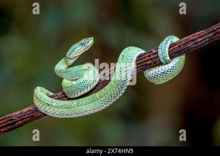 Side-Striped Palm Viper (Testudo lateralis) unverlierbaren aus Mittelamerika Stockfoto