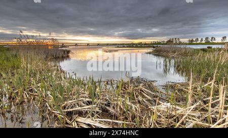 Ufervegetation der Auen des Flusses IJssel bei Kampen City, Overijssel, Niederlande Stockfoto