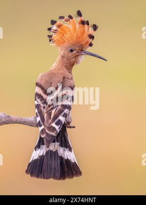 Eurasischer Wiedehopf (Upupa epops) Vogel auf Ast von der Seite gesehen in die Kamera mit erhöhtem Wappen. Einer der schönsten Vögel Europas. Wildli Stockfoto