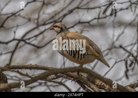 Ein wachsamer Rebhühner von Chukar steht im Sonnenlicht, eingebettet zwischen den Büschen. Das Streifenmuster auf dem Gefieder verschmilzt gut mit den Ästen Stockfoto