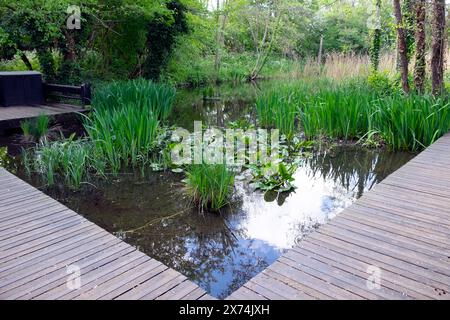 Camley Street Natural Park urbanes Naturschutzgebiet im Frühjahr April 2024 London England Großbritannien Stockfoto