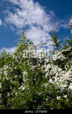 Vertikale Ansicht der weißen Kletterpflanze Clematis weiße Wolke am blauen Himmel im Frühlingsgarten April 2024 London England Großbritannien Großbritannien Stockfoto