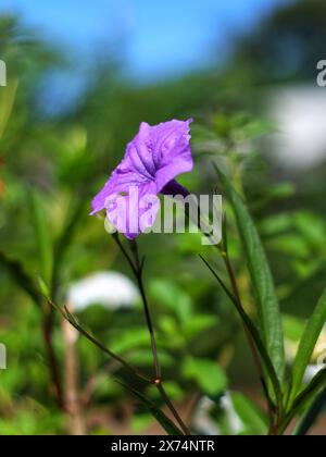 Nahaufnahme von violetten goldenen Blüten oder Ruellia simplex Stockfoto