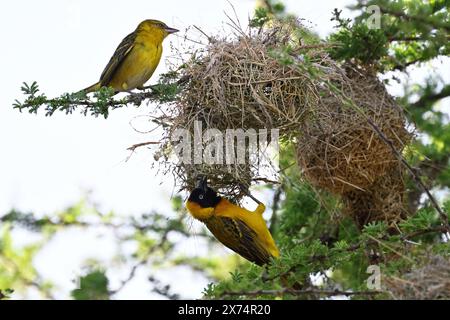 Speke's Weaver (ploceus spekei), männlich und weiblich, die am Nest im Serengeti-Nationalpark, Tansania arbeiten Stockfoto