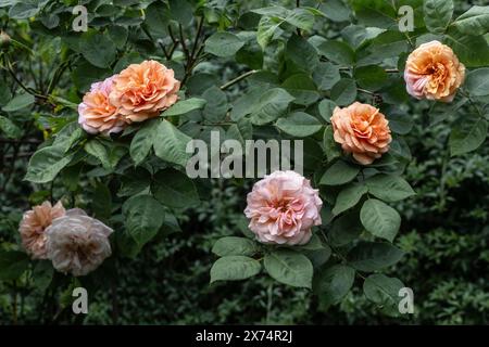 Englische Strauchrose (Rosa Charles Austin), Emsland, Niedersachsen, Deutschland Stockfoto