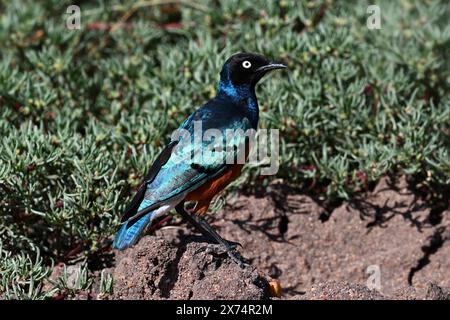 Super Starling (Lamprotornis Superbus), Serengeti Nationalpark, Tansania Stockfoto