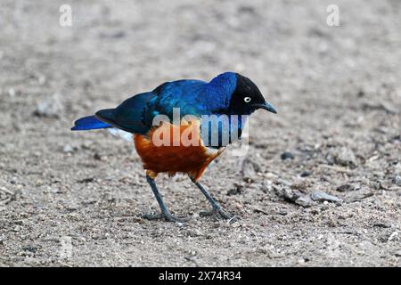 Super Starling (Lamprotornis Superbus), Serengeti Nationalpark, Tansania Stockfoto