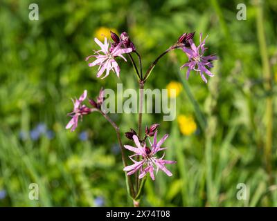 Red campion (Silene dioica), bei Irdning, Ennstal, Steiermark, Österreich Stockfoto