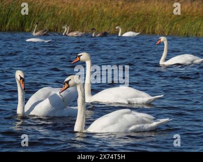 Weiße Schwäne schwimmen friedlich auf einem See, umgeben von Gras und anderen Wasservögeln im Hintergrund, weiße Schwäne auf einem See mit Schilf im Hintergrund Stockfoto