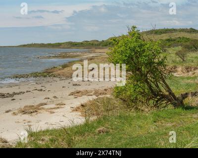 Ein einziger Baum steht in der Nähe des Meeres an einem natürlichen Strand, Dünen und Wanderwegen am wattenmeer, Wolken am Himmel, nes, ameland, niederlande Stockfoto